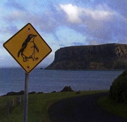 Pinguine in Tasmanien, The Nut